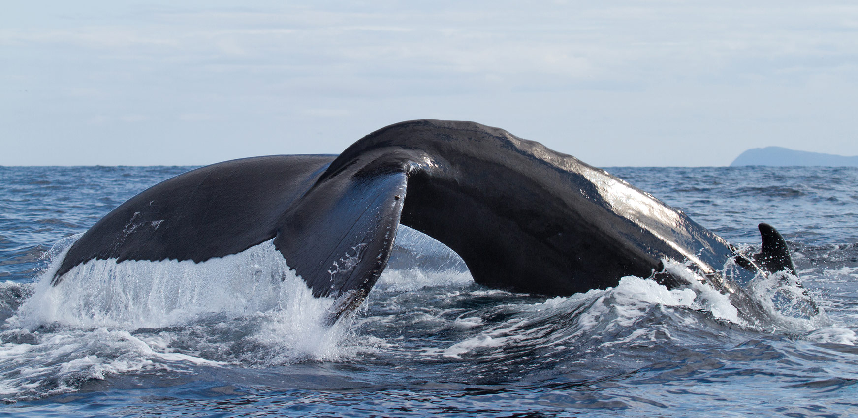 Whale watching Ireland