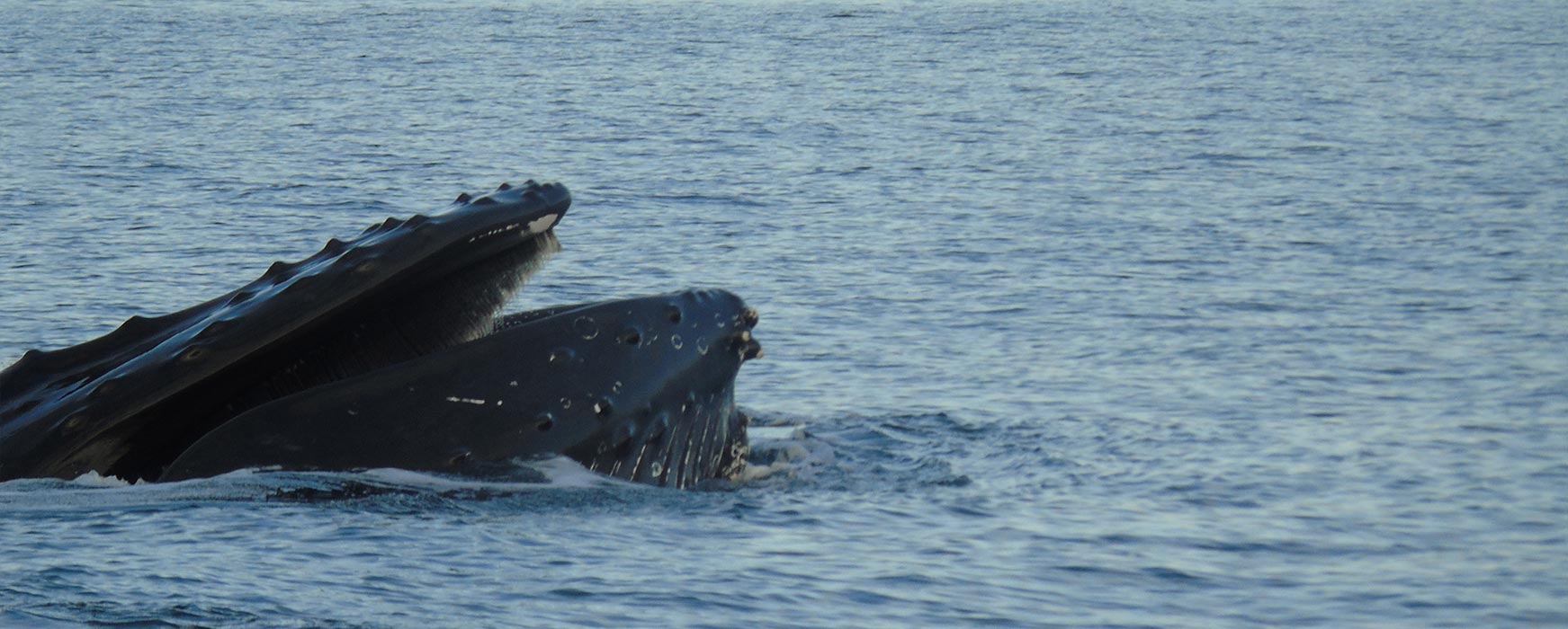 Whale watching Derrynane