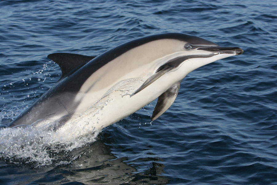 Common-dolphin