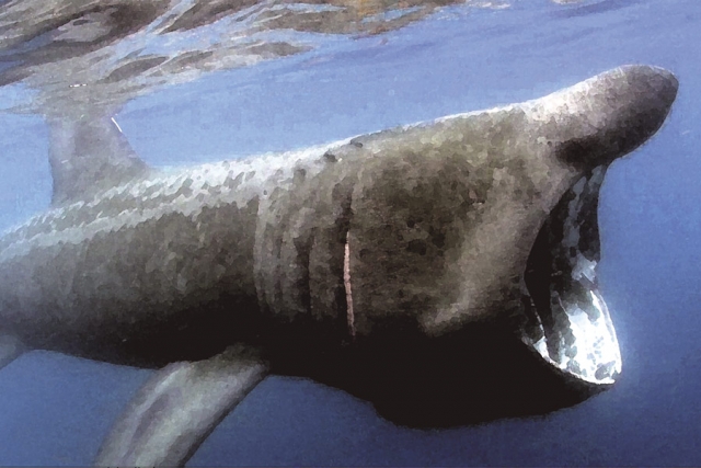 Basking Shark