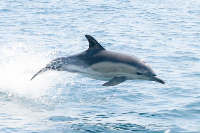 Common Dolphin