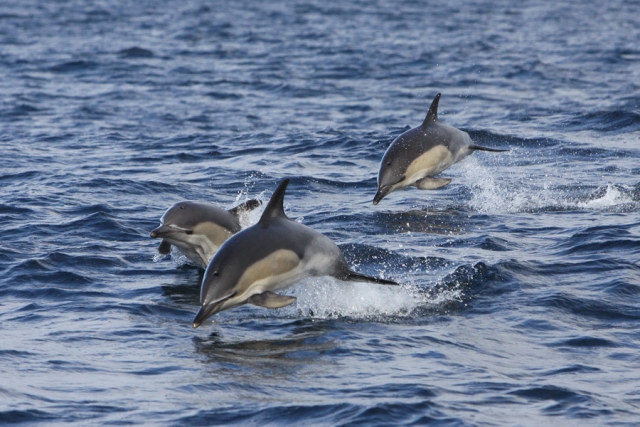 A pod of Common Dolphins