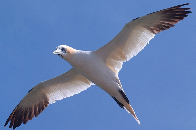 Gannet