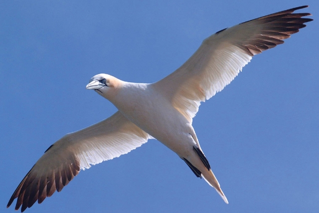 Gannet