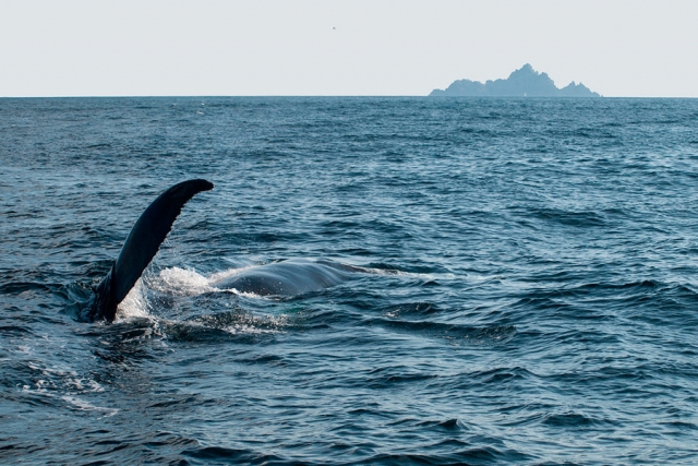 A Humpback Whale off the Skellig Coast