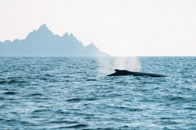 A Humpback Whale with Little Skellig in the background