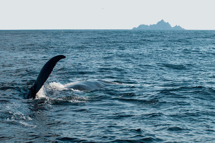 A Humpback Whale off the Skellig Coast