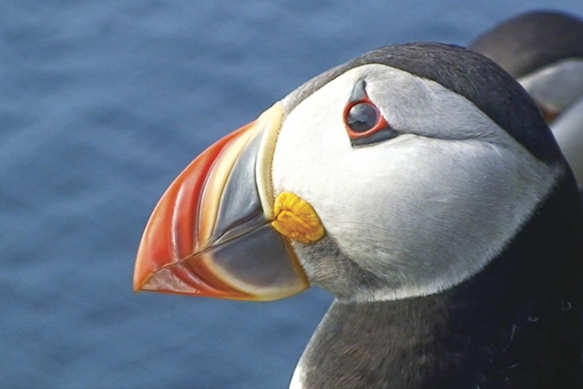 Puffin