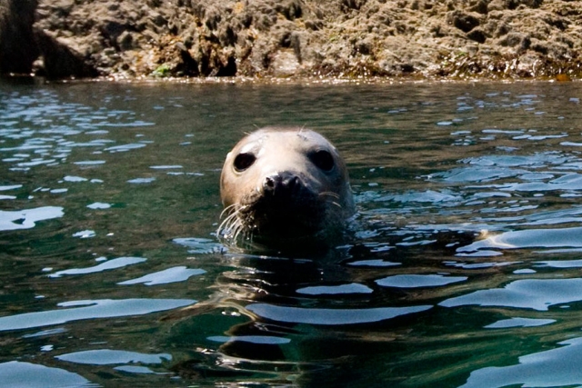 seal off the kerry coast