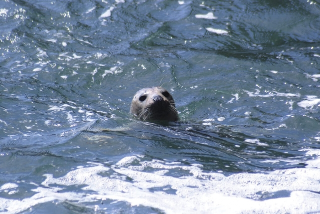 Seal