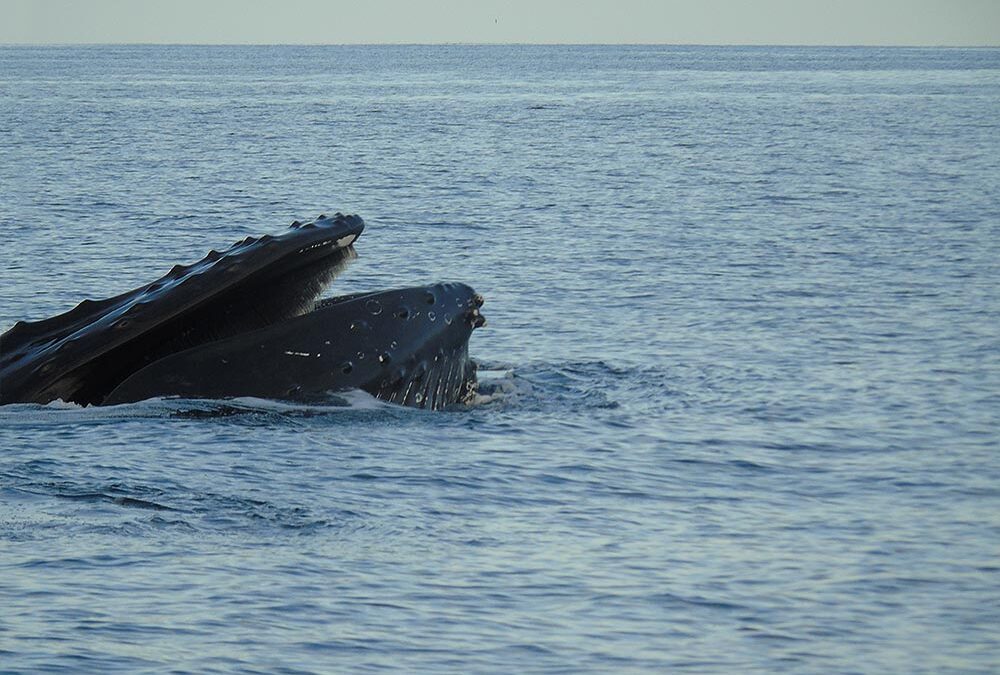 Humpback Whales