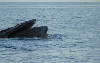 Humpback Whales